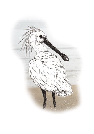 Kleine dingen Lepelaar