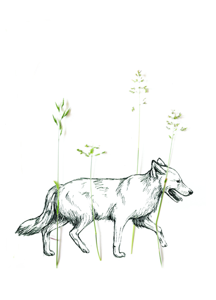  Wolf